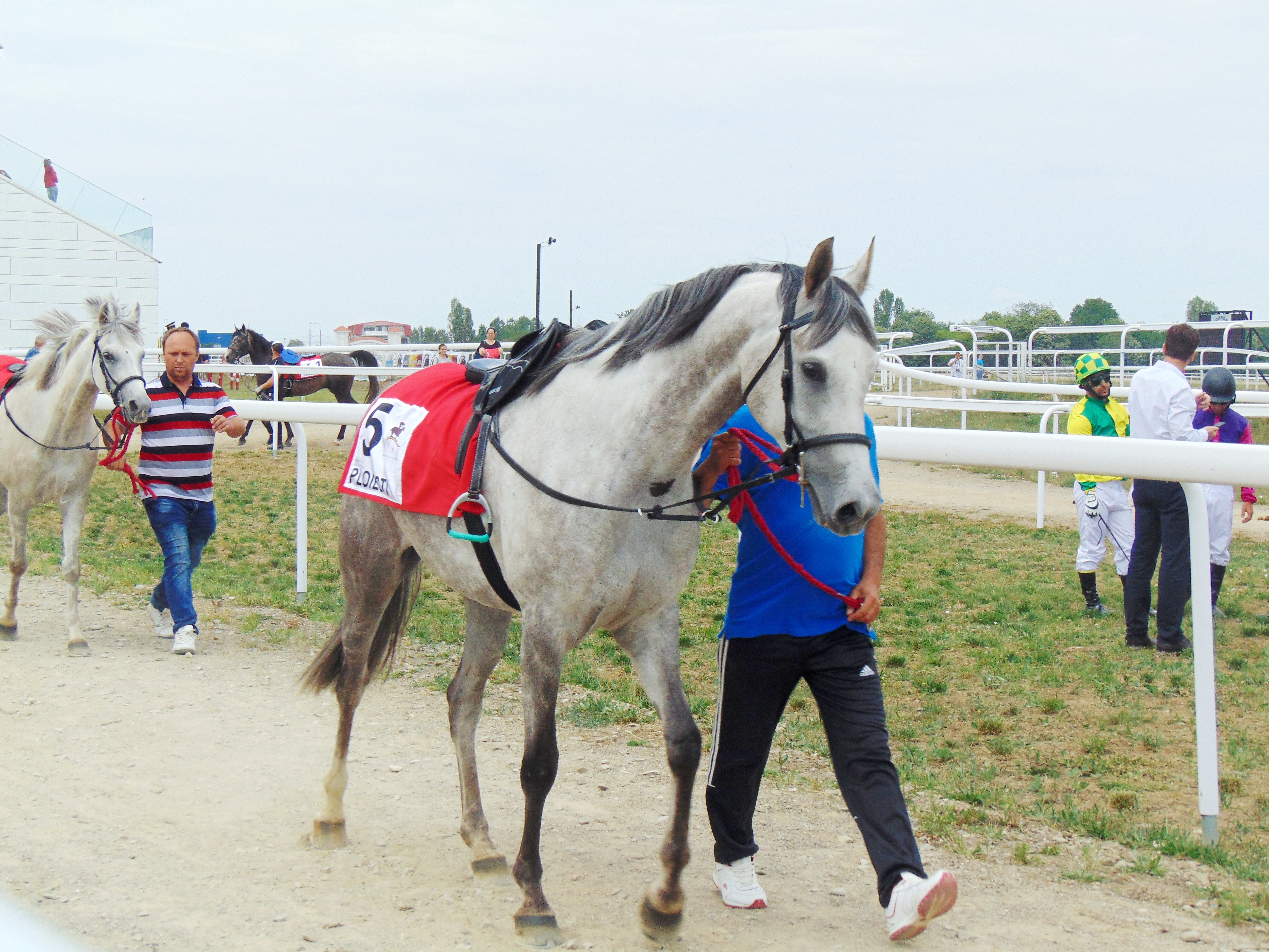 VIDEO | Guillaume Fillet, francezul care a readus cursele de galop în România: "România are tradiție, dar a avut o pauză de zeci de ani"