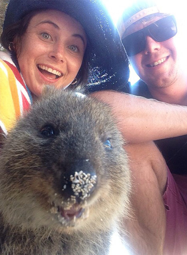 Pasagerii unei nave de croazieră, băgați în carantină cu quokka, supranumite cele mai fericite animale din lume