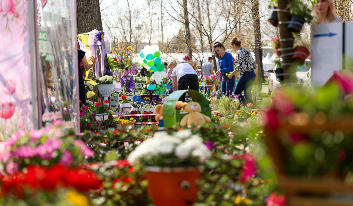Începe Simfonia Lalelelor 2026 la Pitești: primele imagini cu florile spectaculoase de la cea de-a 49-a ediție