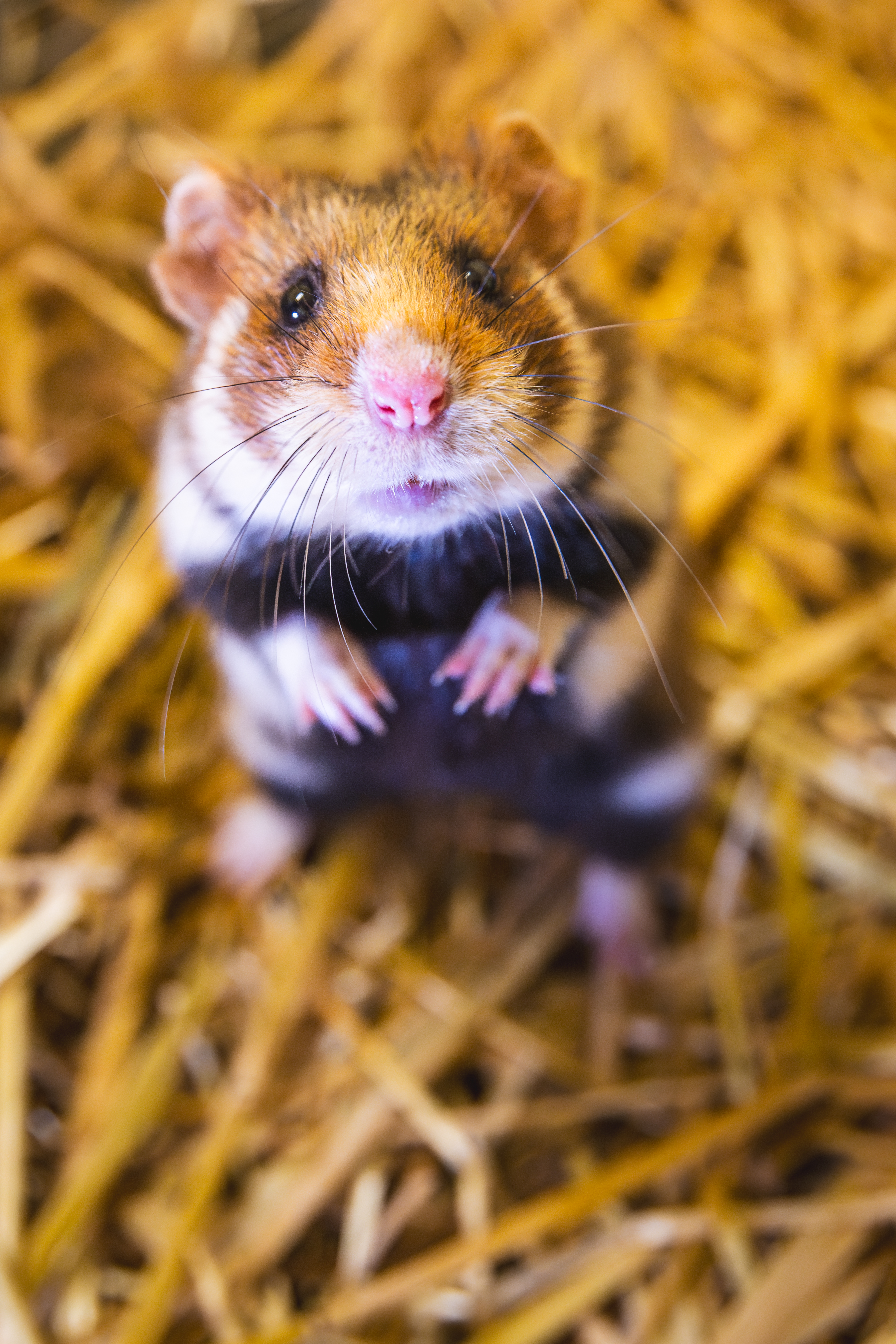 Zoo ratuje chomiki europejskie!
