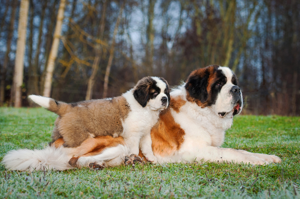 Saint Bernard - ce temperament și personalitate are cel mai iubit câine din lumea întreagă