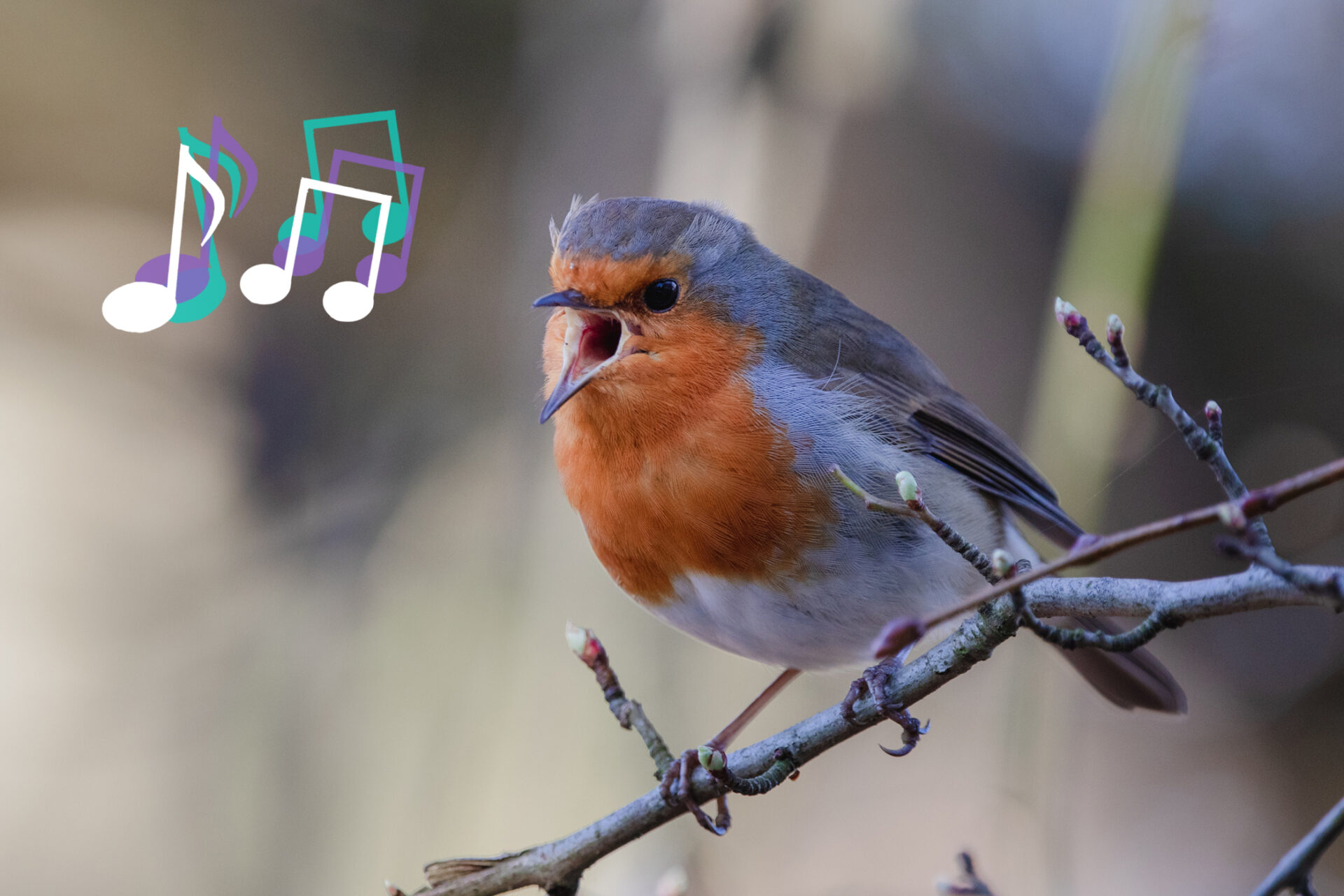 What is the spiritual meaning of a bird singing over your head?