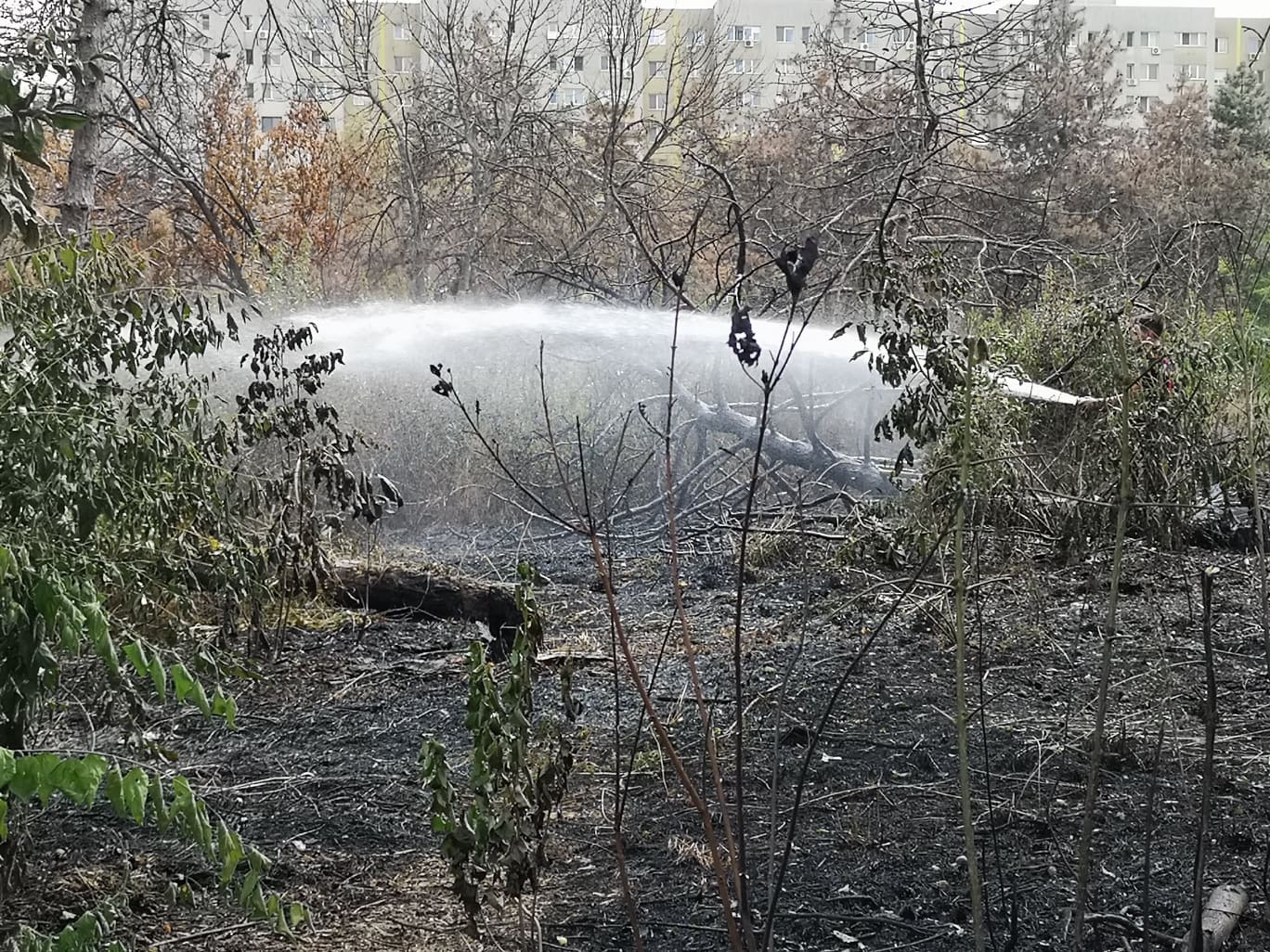 Incendiu de vegetaţie în parcul IOR din Bucureşti. Pompierii intervin cu trei autospeciale