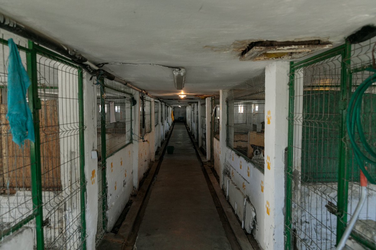 „Îi oferi o viață, iar când crește, îl arunci pe stradă. Ăsta este egoism”. Patru studenți din Turcia au grijă de câinii abandonați din București
