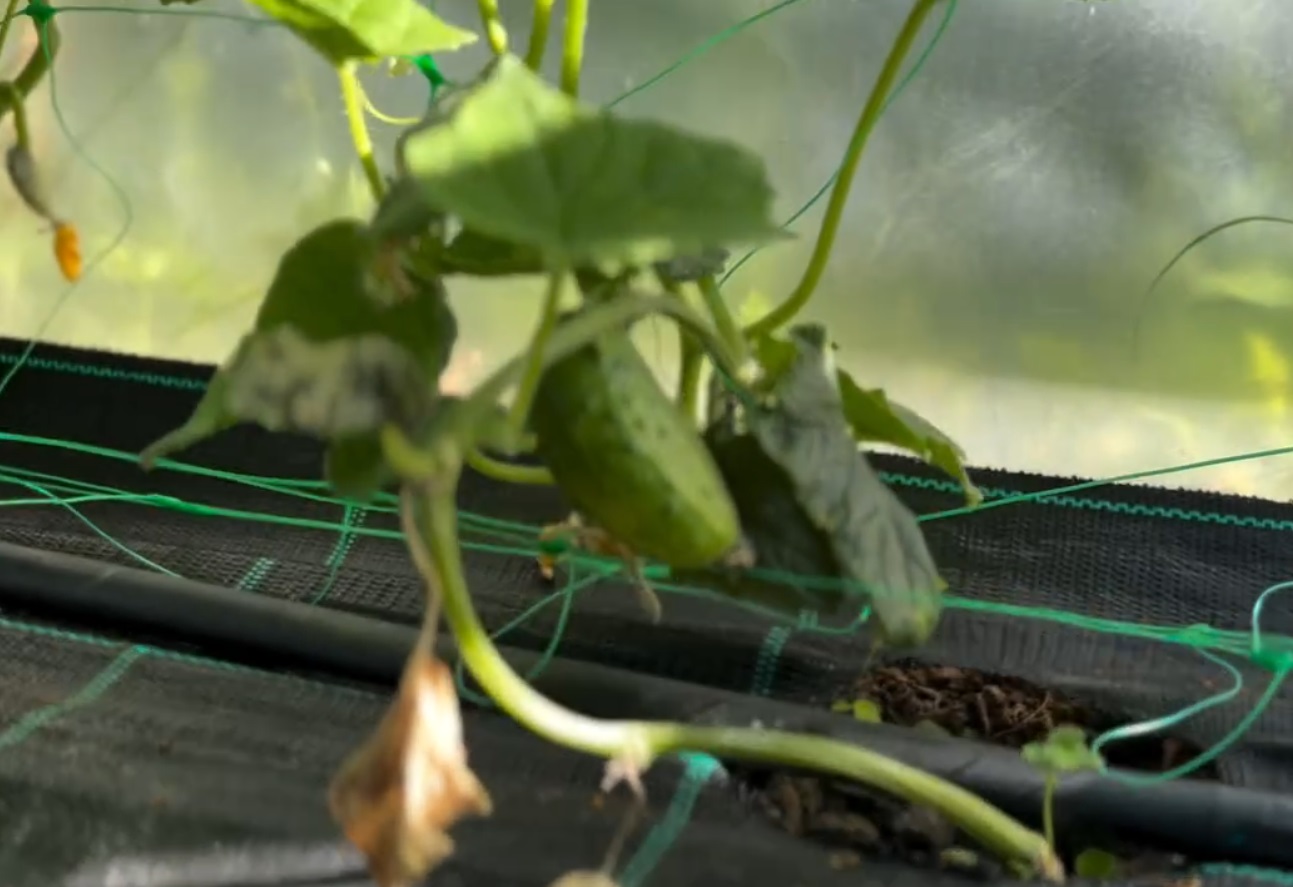 Ce a pățit Dragoș Bucur cu castraveții și roșiile plantate în solar. De dimineață a început munca în grădină: „Este foarte frumos”