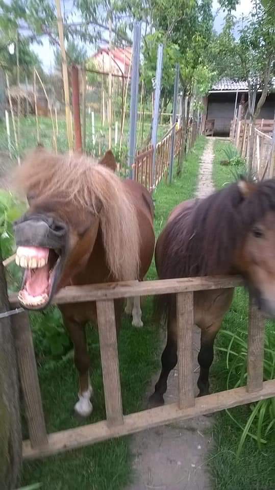 Trei frați pompieri și grădina lor zoologică! Au transformat curtea casei părintești într-un adăpost pentru animale