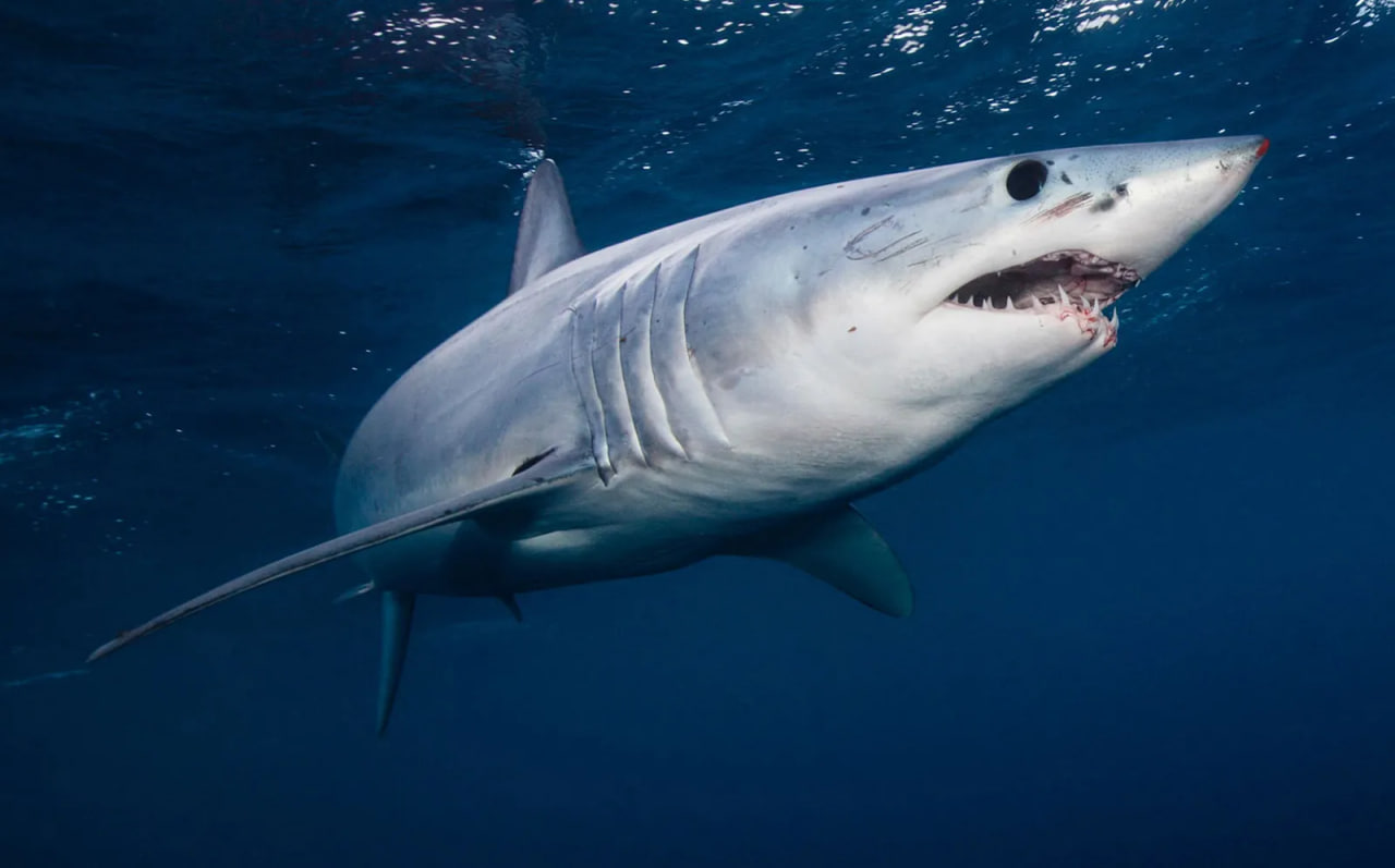 13 Sharks test positive for Cocaine, scientists reveal