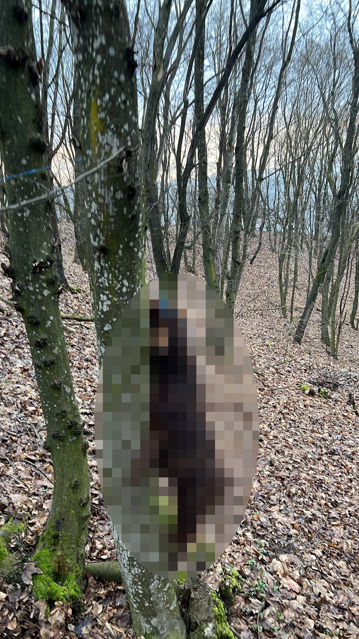 Câini spânzurați în pădure, în județul Bistrița. Poliția a deschis dosar penal și îi caută pe făptași