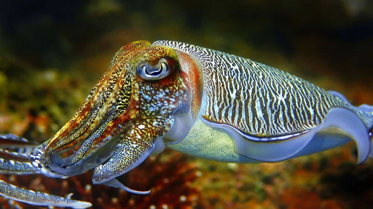 The cuttlefish [Joe'sGoneDiving]