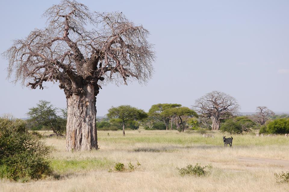 Un colaborator de-al lui Piţurcă îşi petrece vacanţa în Tanzania / GALERIE FOTO&VIDEO