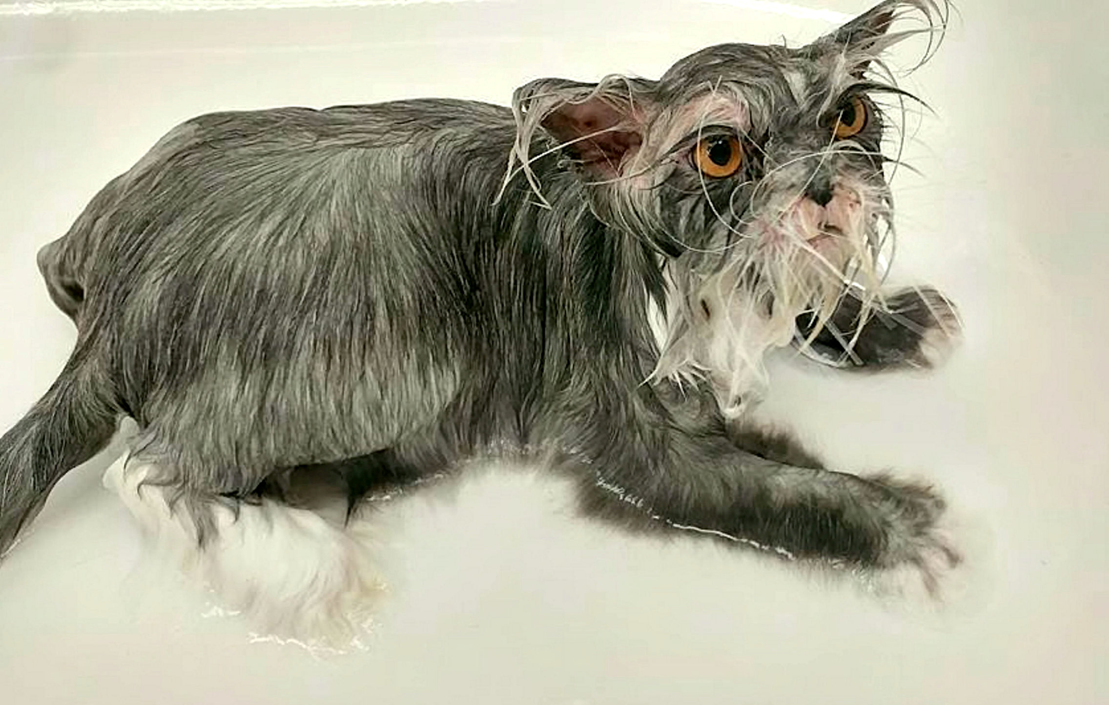 Pisică sau cățel? Ce crezi că este animalul din imagine | FOTO