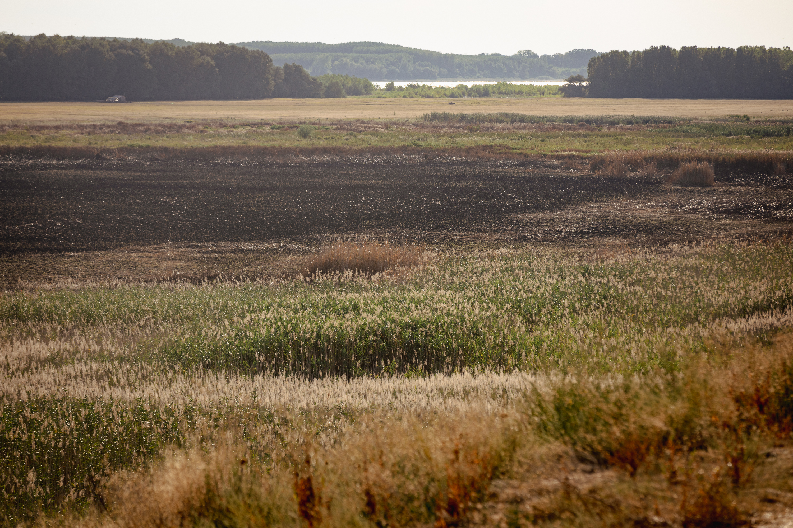 REPORTAJ. Cum arată de la fața locului dezastrul de la Islaz, unde au ars aproape 700 de hectare din „Delta Teleormanului"