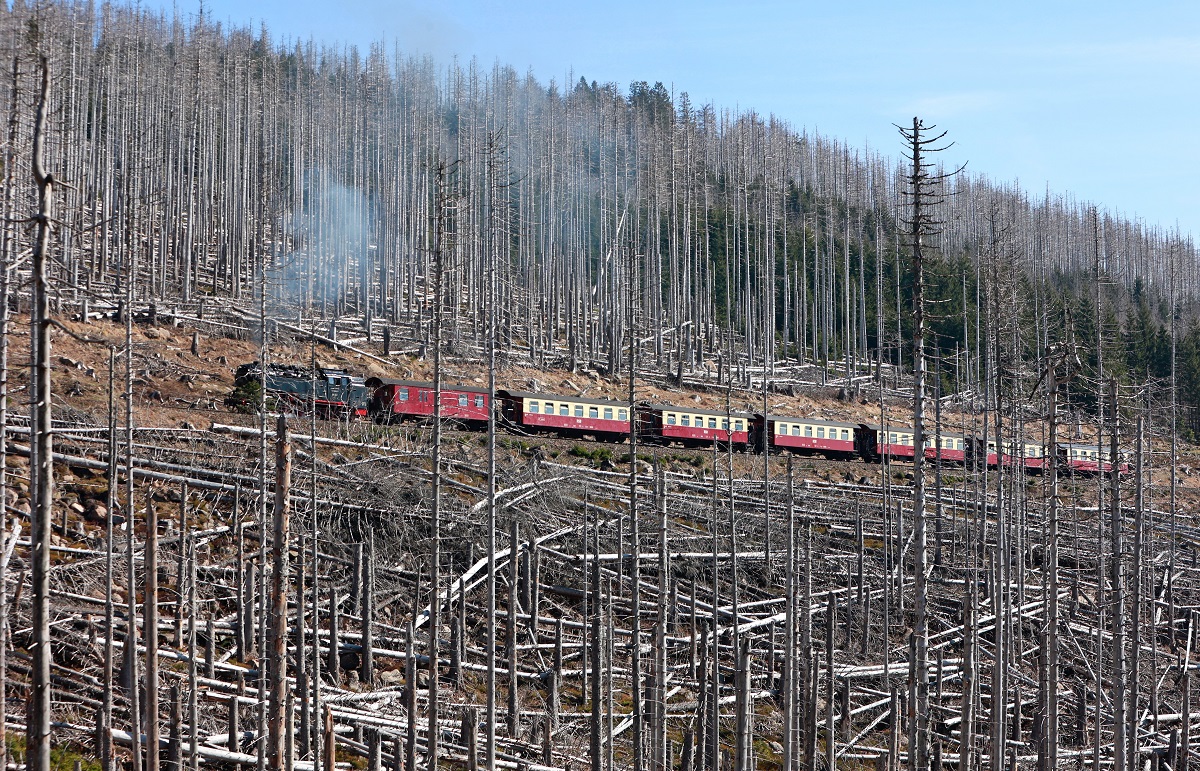 Pădurea din munții Harz a pierdut 100 de milioane de copaci în ultimii cinci ani