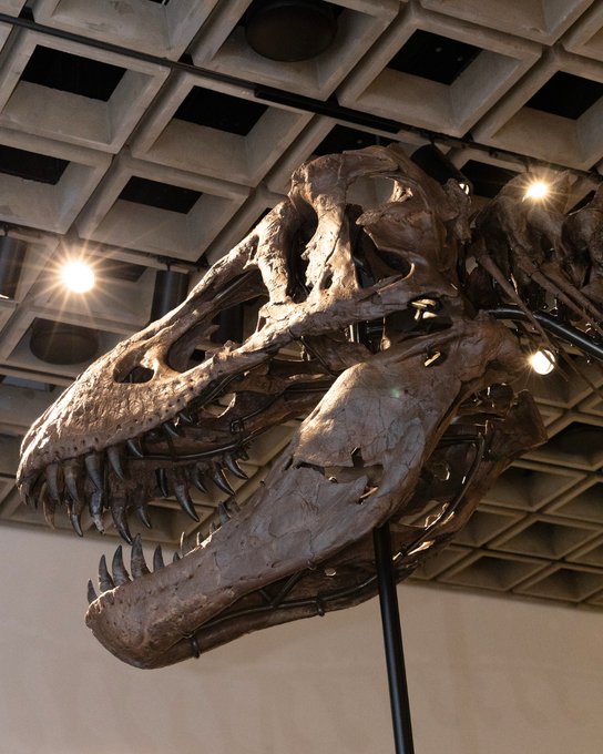 „Gus” este cel mai scump dinozaur din lume: suma-record cu care s-a vândut un T-Rex uriaș de 67 de milioane de ani, în SUA | VIDEO