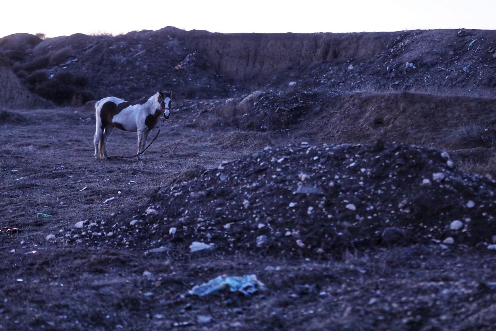 UPDATE | Peste 40 de cai maltratați, găsiți la Techirghiol. Animalele au fost bătute și abadonate în frig