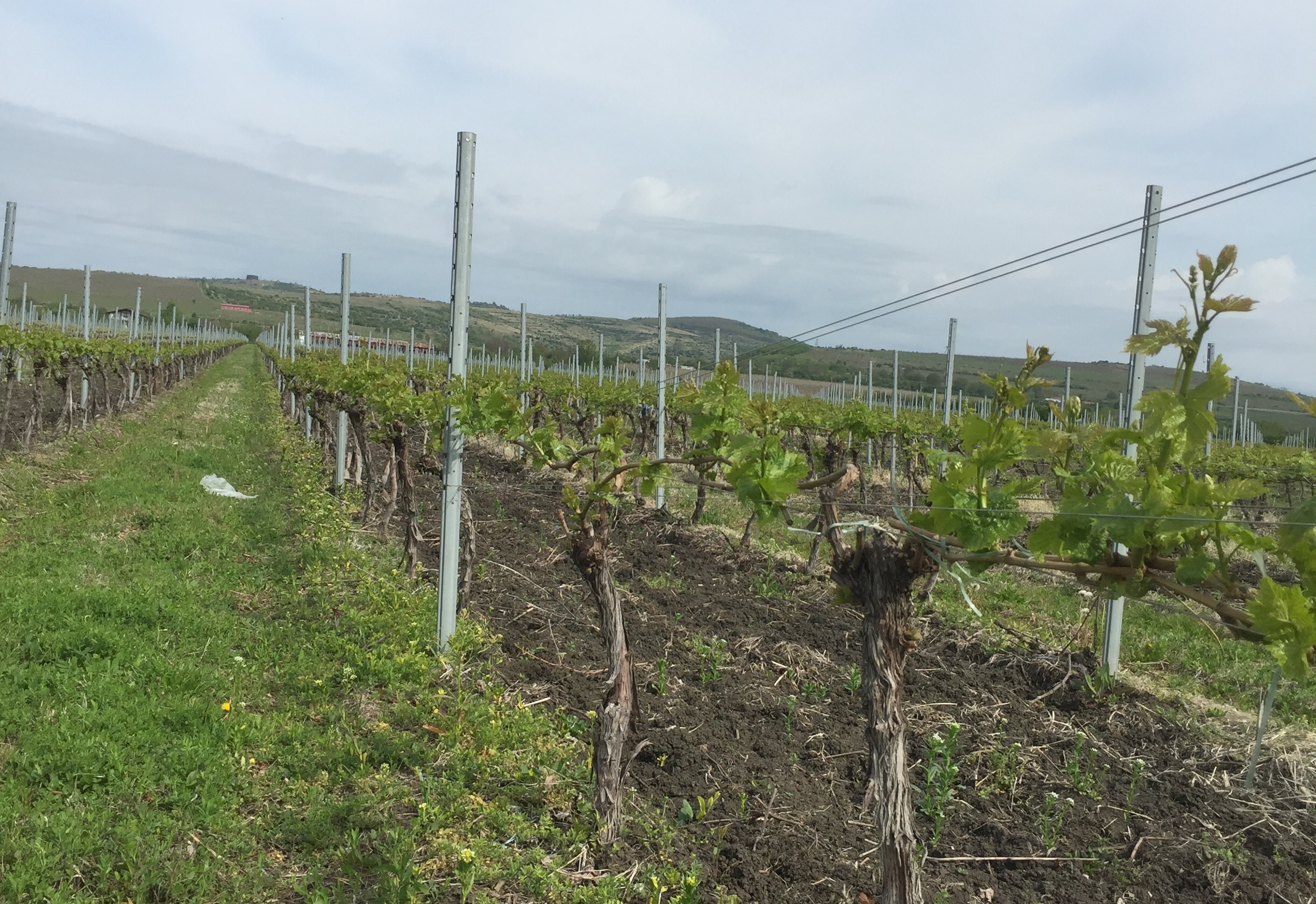 FOTO | Urmările urgiei din Prahova: au fost afectate 3.000 de hectare de vie, iar producția de struguri e pierdută pe alocuri și în proporție de 100%!