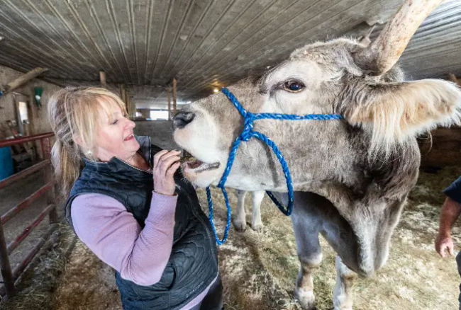 Tommy, cel mai înalt taur din lume, potrivit Guiness Book. Ce înălțime are și cât cântărește