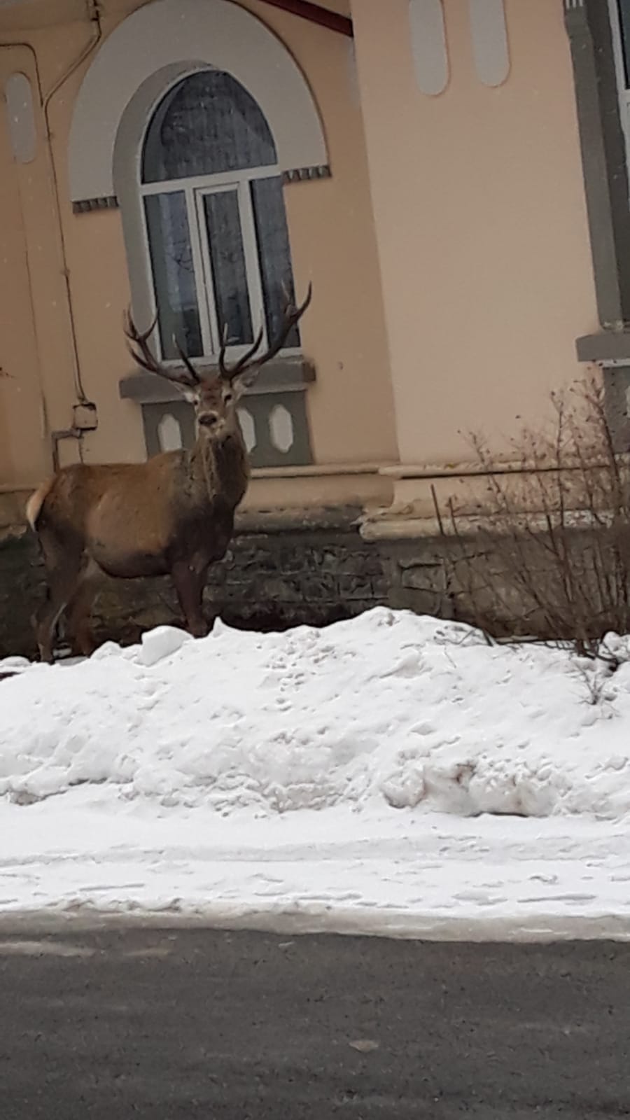 FOTO | Un cerb s-a adăpostit în curtea unui spital din Azuga. Era fugărit de un urs și de câini