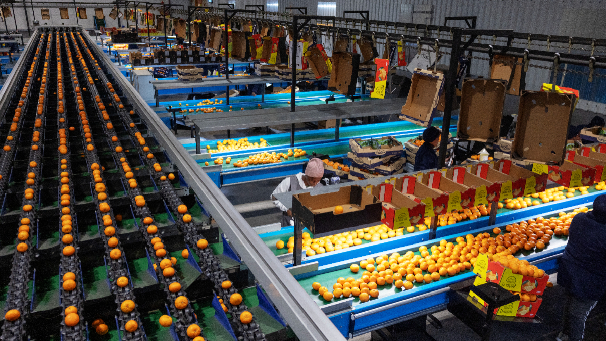 South Africa overtakes Spain with record 2.9 million tonnes in citrus exports