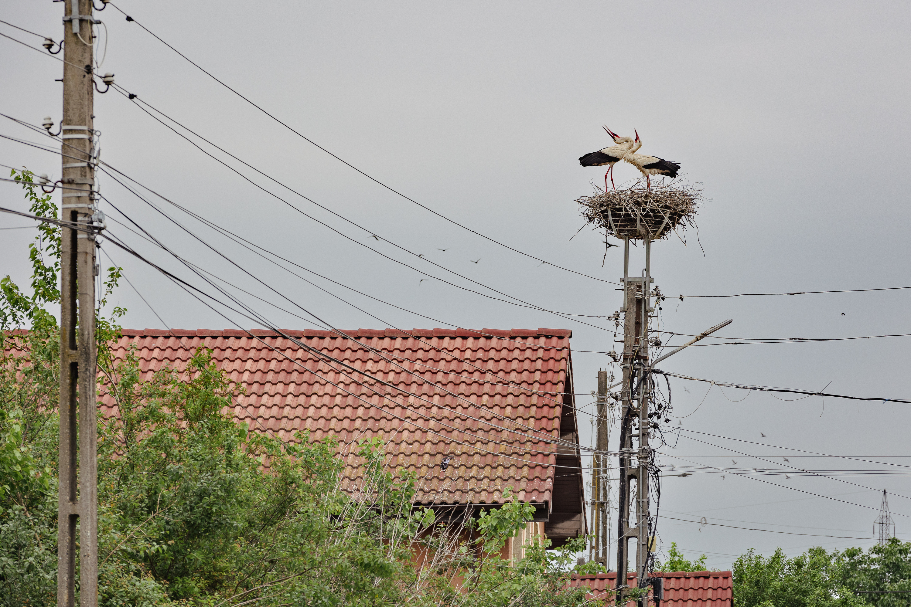 REPORTAJ | Pulsul campaniei în comuna din Mehedinți unde doi foști soți candidează la primărie: „Să mai conducă și muierile! Că poate mai țin și cu muierile! Că oamenii nu țin decât cu oamenii!”