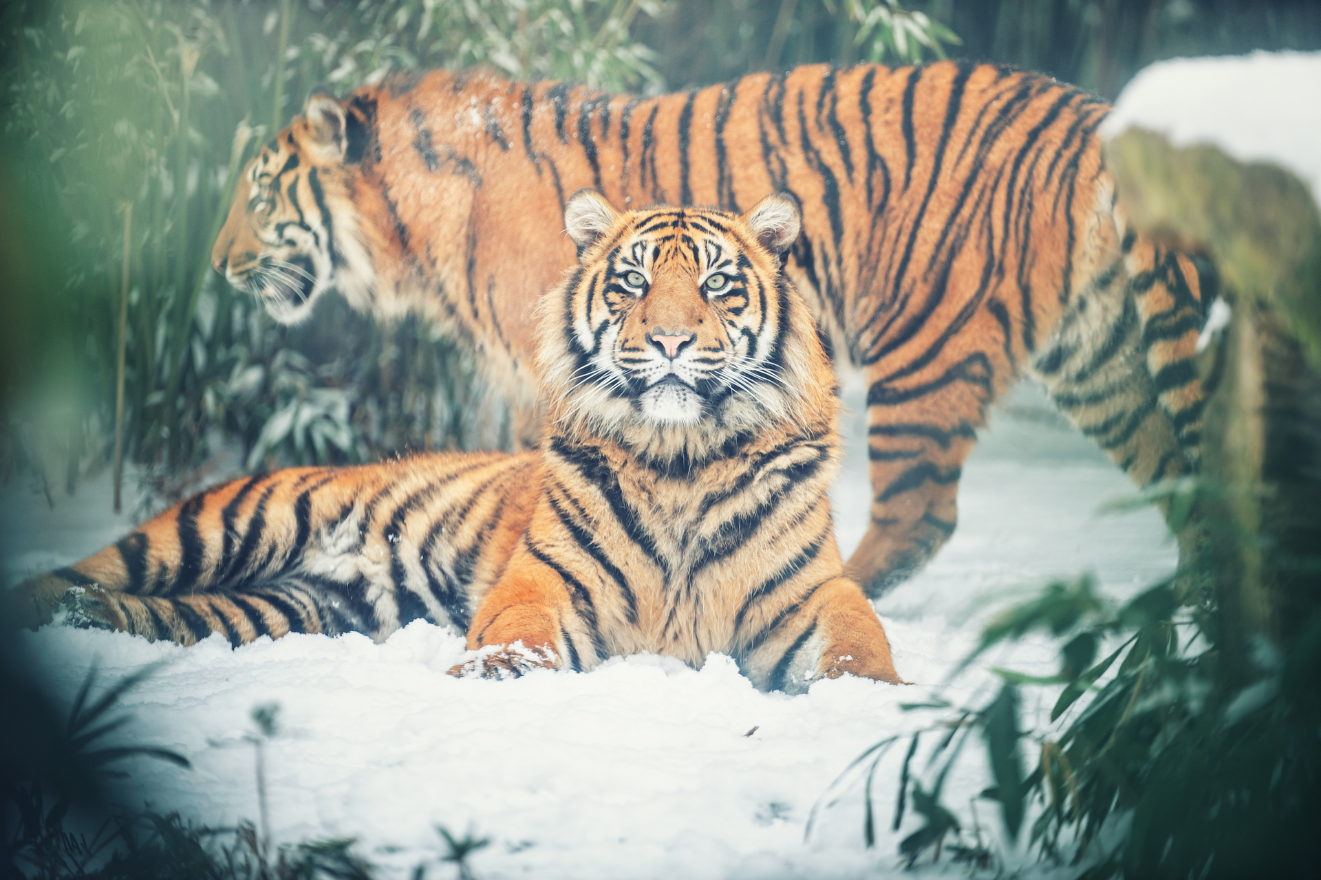 Trzy tygryski opuszczą wrocławskie zoo!