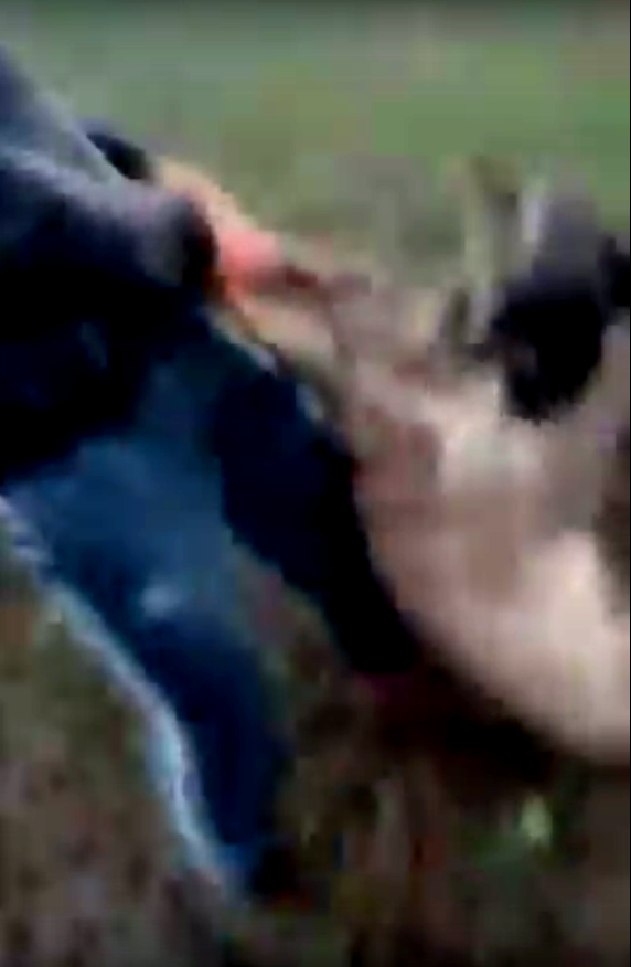 Un individ a prins un pui de căprior, l-a dat la câini și i-a rupt gâtul. Cruzime extremă în Argeș |VIDEO