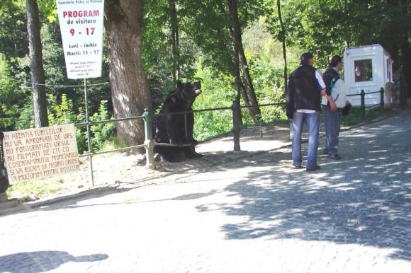 A murit Max, cel mai iubit urs de la rezervația din Zărneşti. Calvarul prin care a trecut, în urmă cu 13 ani