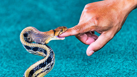 What to do after a snakebite