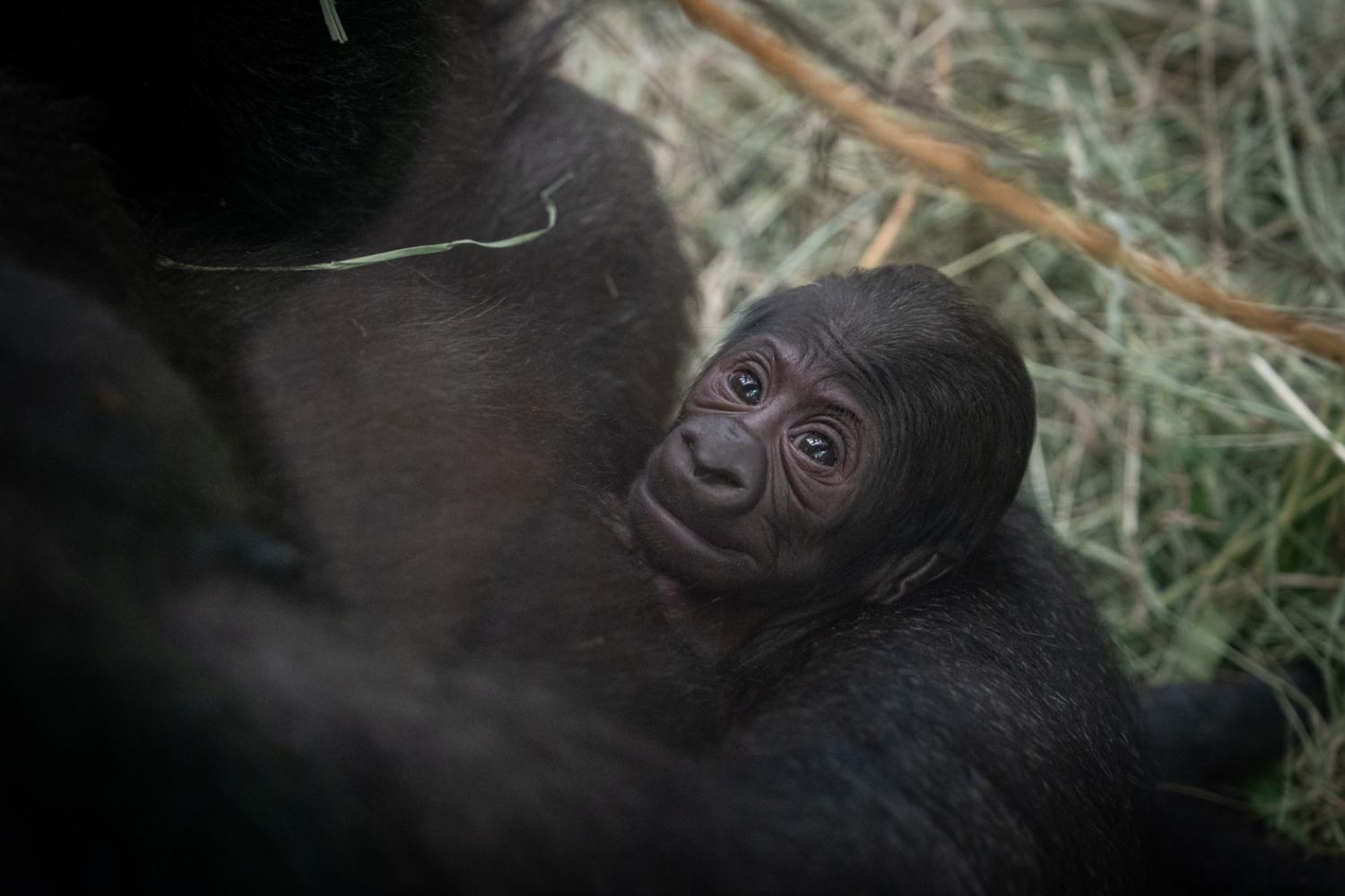 În SUA, gorila Sully, care era considerată un mascul, a născut. Zoo Columbus oferă explicații
