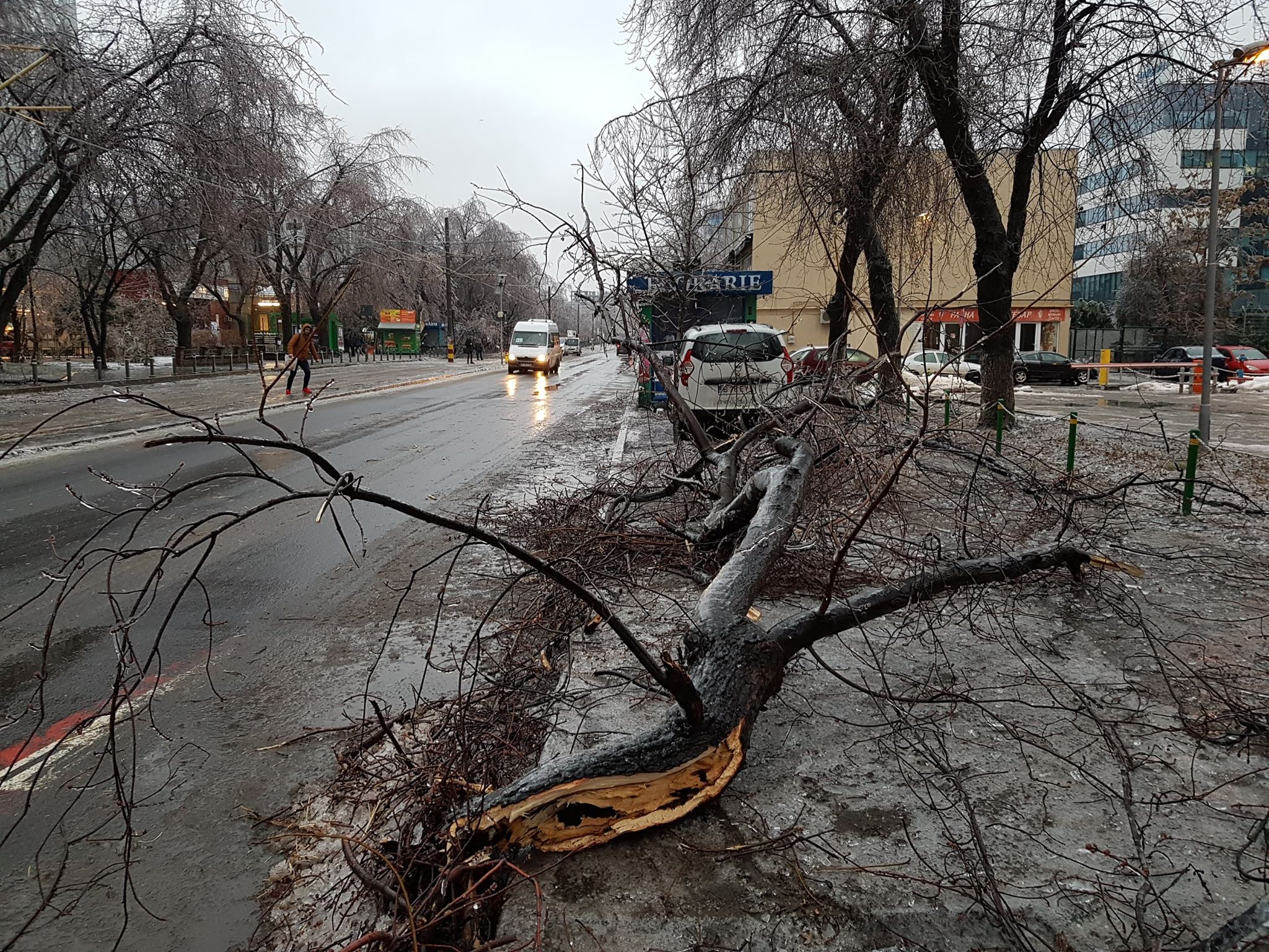 FOTO | Vremea face ravagii: Zeci de copaci doborâţi de vânt și gheață în Bucureşti și 49 de maşini avariate, în ultimele ore. Circulaţia pe anumite linii a tramvaielor şi a troleibuzelor, blocată