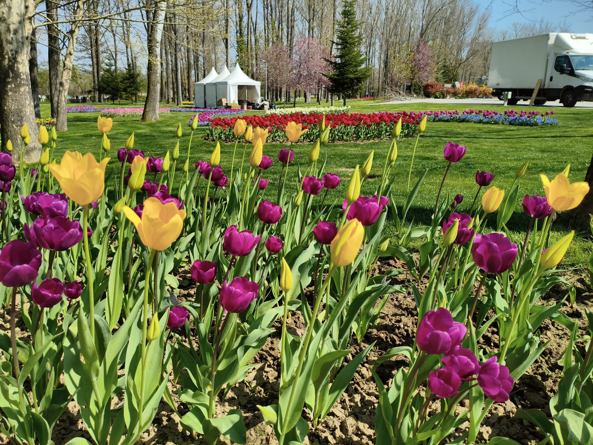 Peste 400.000 de lalele, la cea mai mare expoziție florală din România. Soiul unic care poate fi admirat doar la Pitești