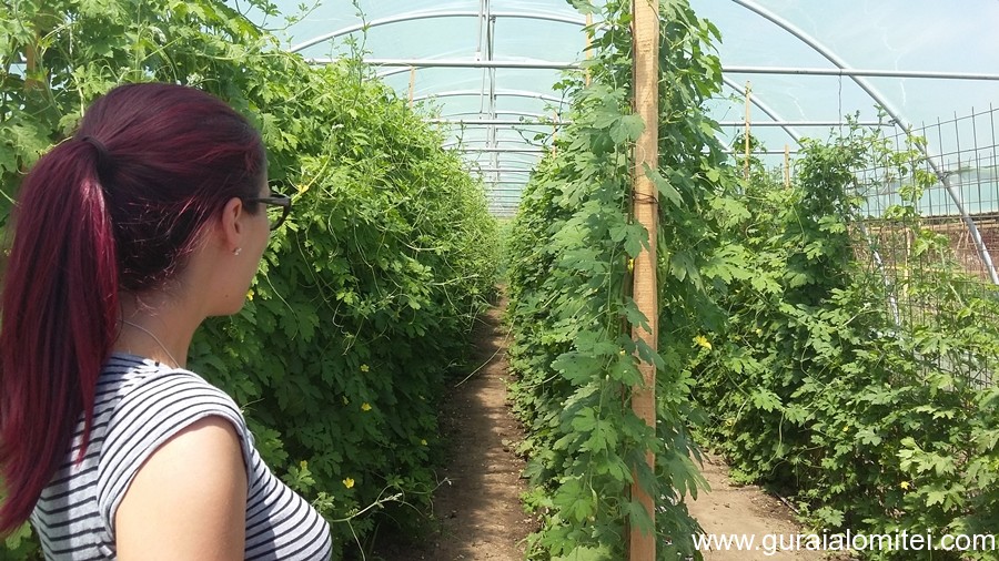 La 23 de ani, are propria ei afacere! O tânără din Făcăeni crește castraveți amari, leguma care tratează natural diabetul