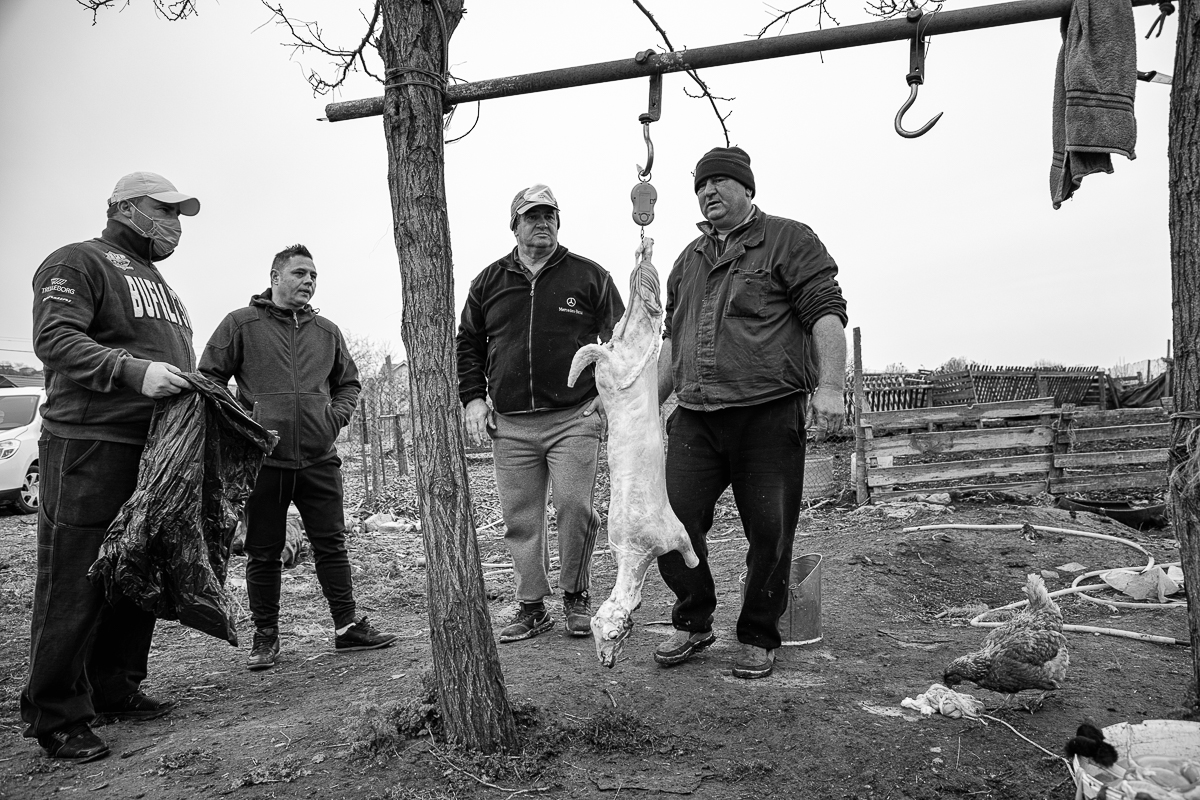 Povestea oierului care și-a chemat fiii din Anglia să-l ajute pentru mieii de Paște: ”O să tăiem și oile ca să nu moară de foame”
