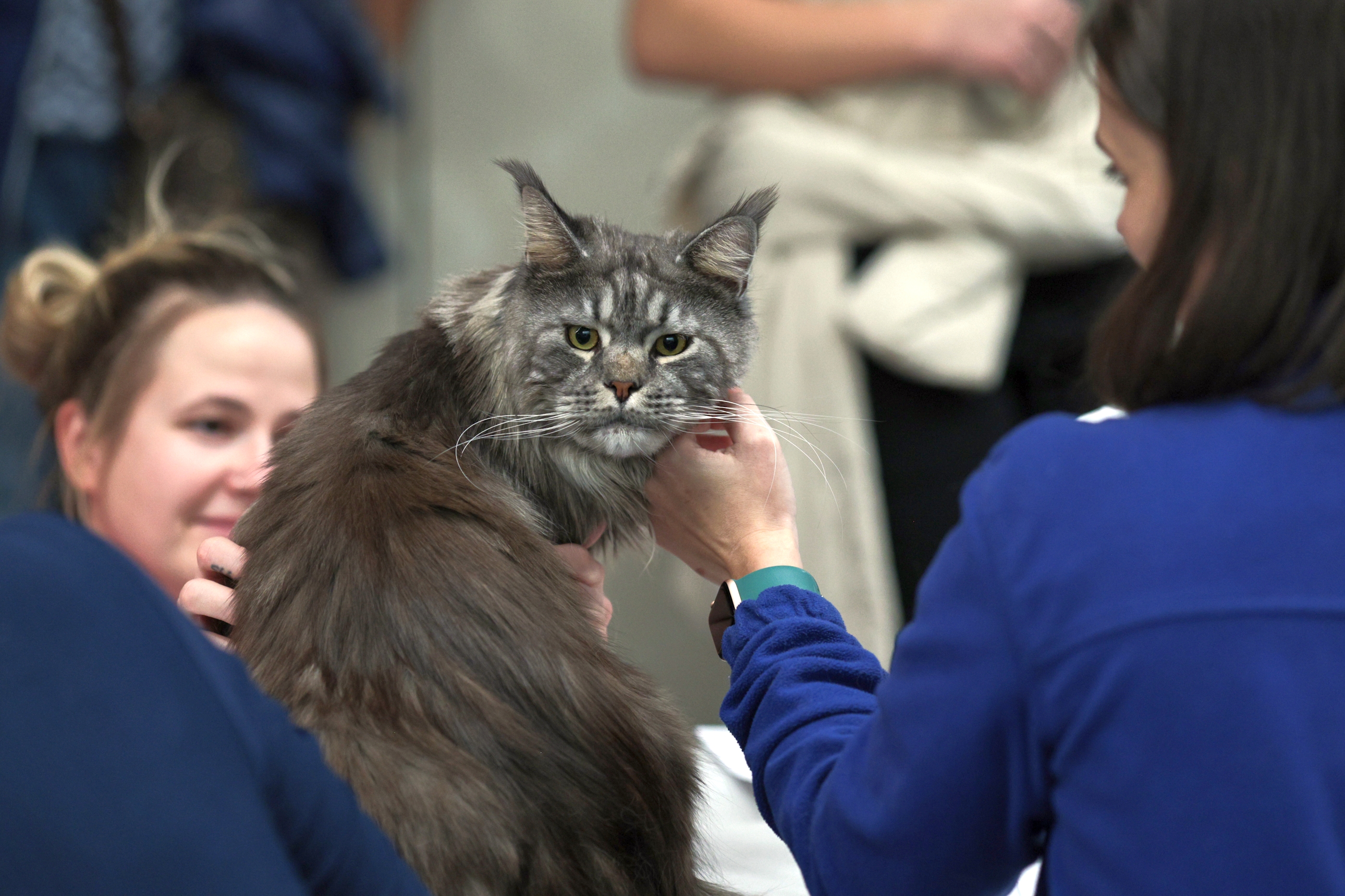 FOTO. Pisicile au pus stăpânire pe un mall din Capitală. Peste 250 de exemplare participă la Expoziția Internațională Feline WCF
