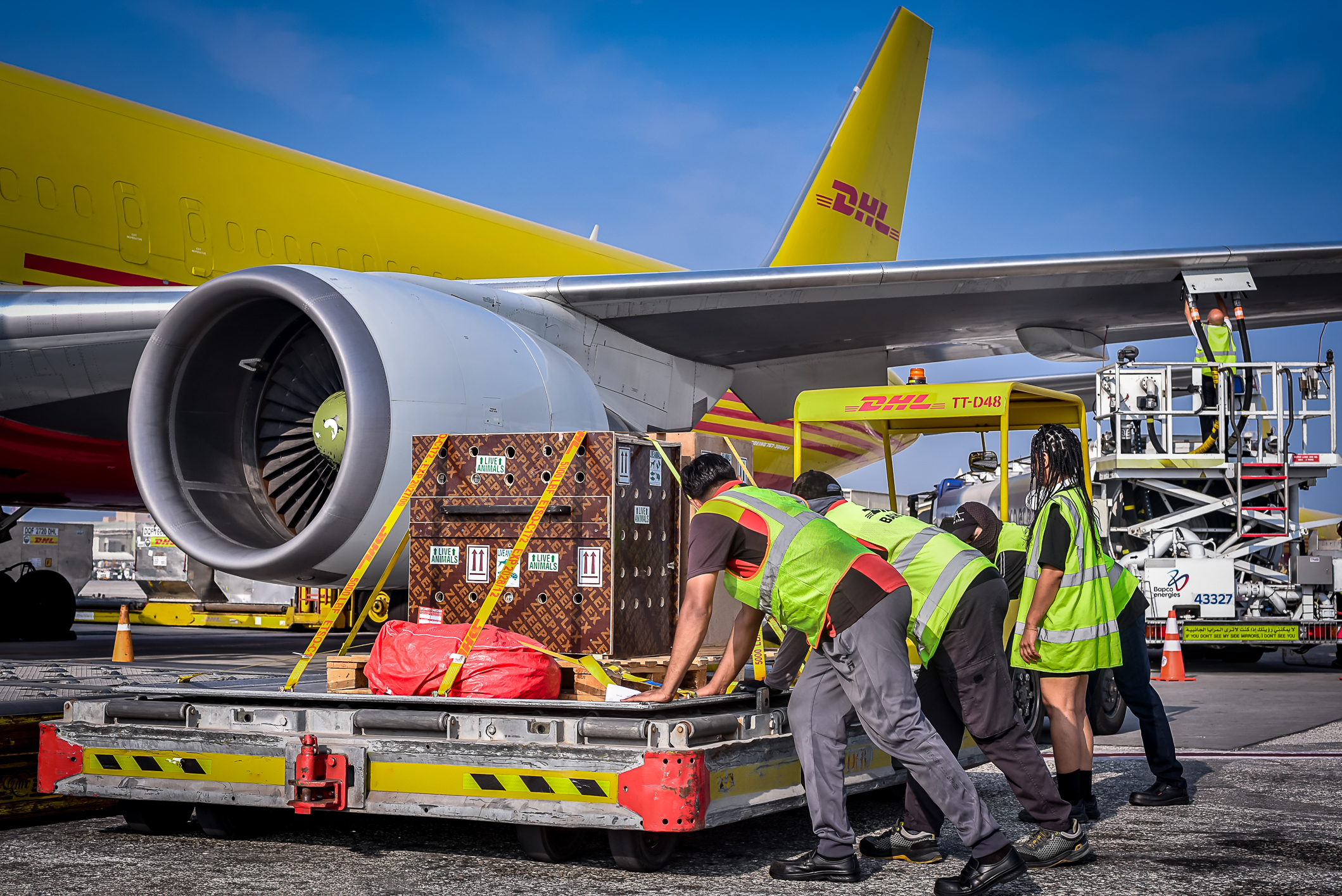 Când coletele au prins viață: cum să transporți cu avionul antilope și babuini? Cele mai neobișnuite livrări făcute în 2025
