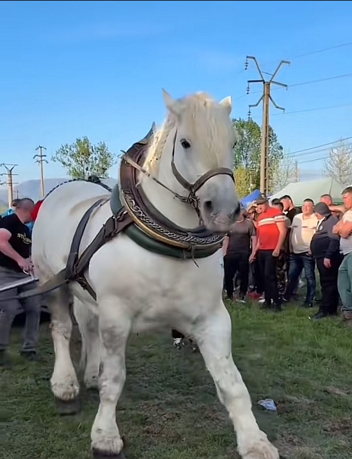 Povestea lui Falko, calul de tracțiune mort după un concurs de tras bușteanul. De ce proprietarul din România l-a revândut după trei zile