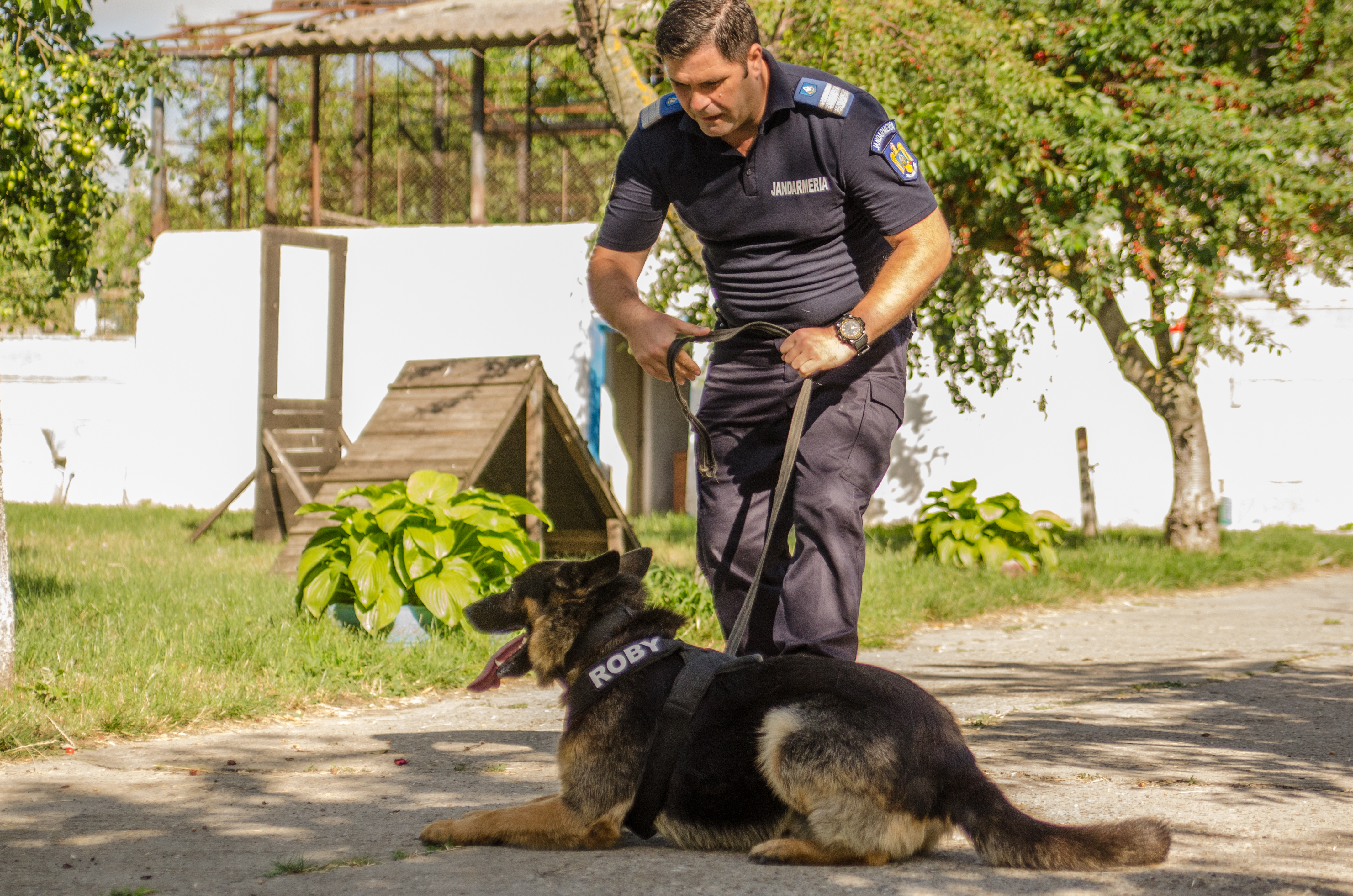 REPORTAJ/ Jandarmul Marius și câinele Mabanu, o prietenie mai presus de meserie. Deși a fost pensionat, ciobănescul german rămane cu plutonierul major/ (Foto&Video)