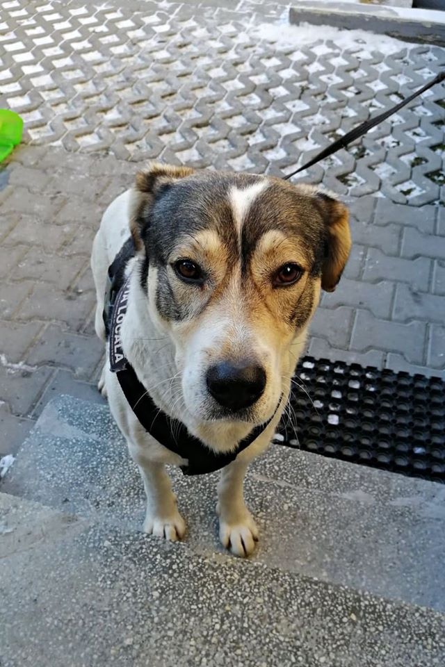 Un câine căzut într-o prăpastie, speriat de petardele de la Revelion, a fost salvat după o săptămână