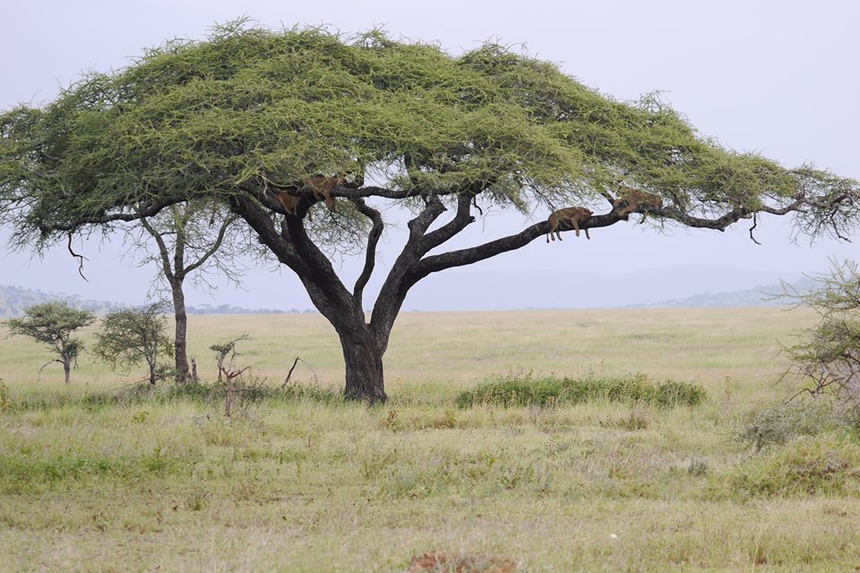 Un colaborator de-al lui Piţurcă îşi petrece vacanţa în Tanzania / GALERIE FOTO&VIDEO