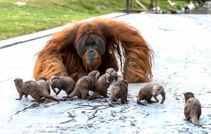 Urangutanii și vidrele s-au împrietenit, la o grădină zoologică din Belgia. Îngrijitorii au surprins animalele jucându-se împreună