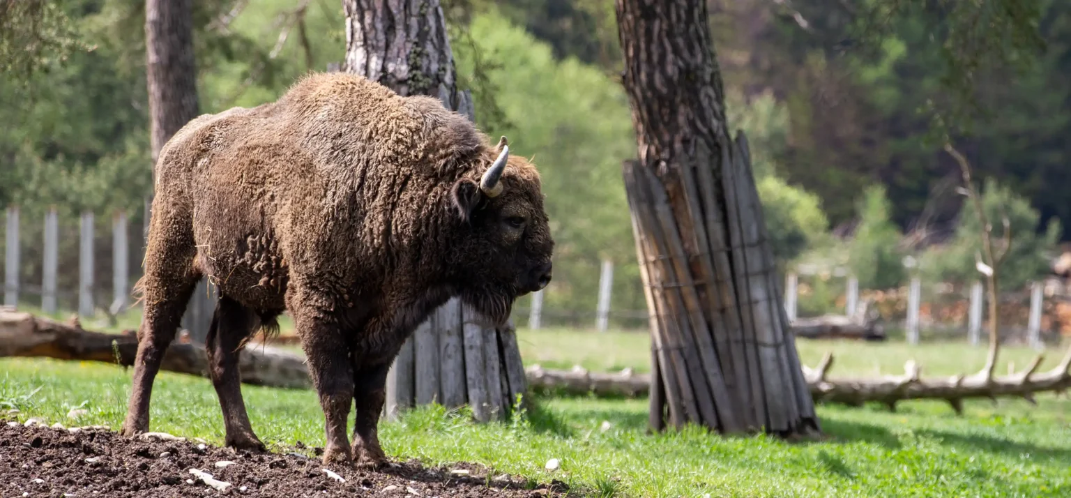 Viața la ferma de zimbri din Vama Buzăului. Animalele sunt îngrijite într-o rezervație de 90 de hectare, aflată la poalele Munților Ciucaș