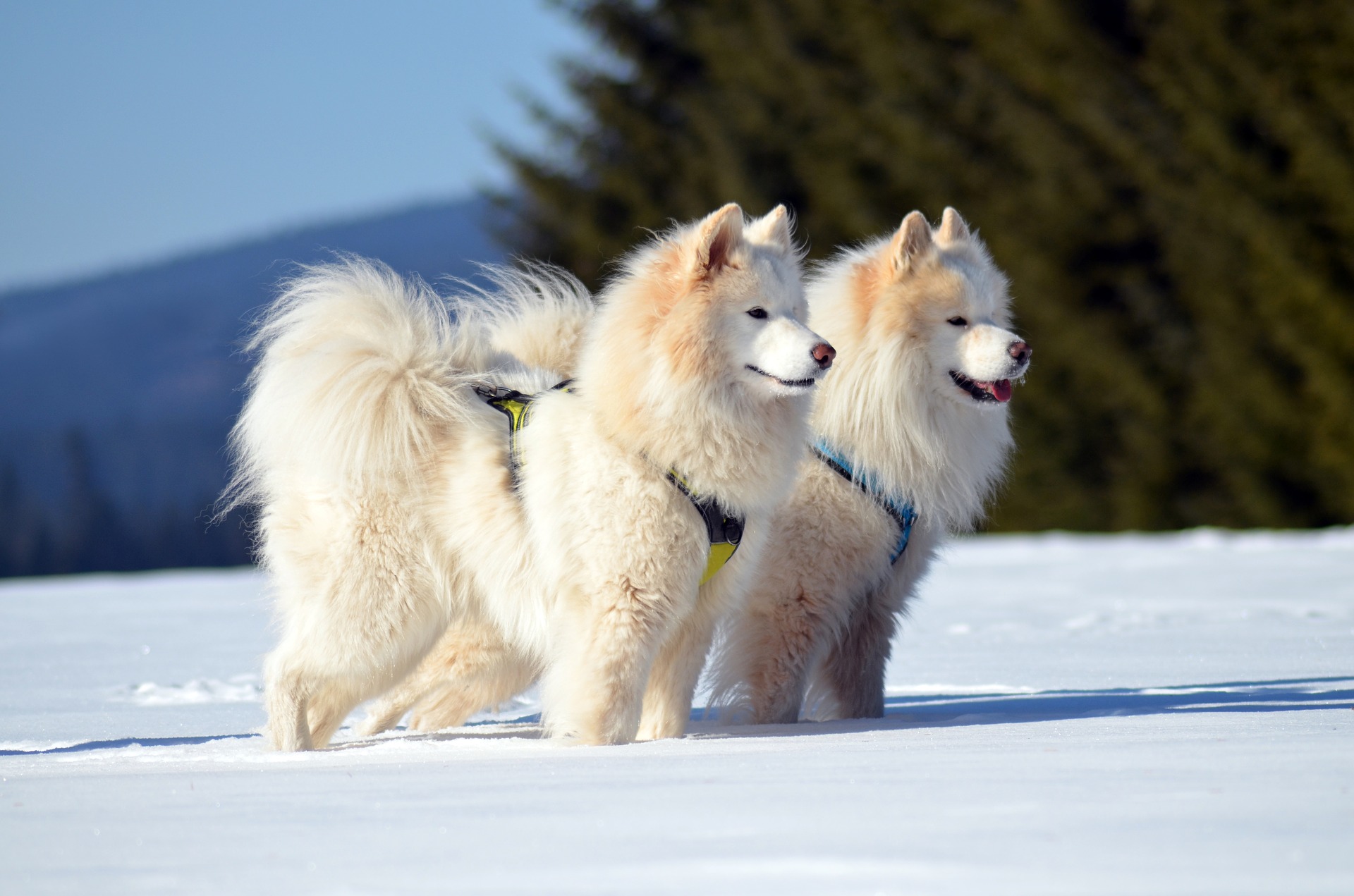 Samoyed - ce caracteristici are patrupedul cu "zâmbet Samoyed"
