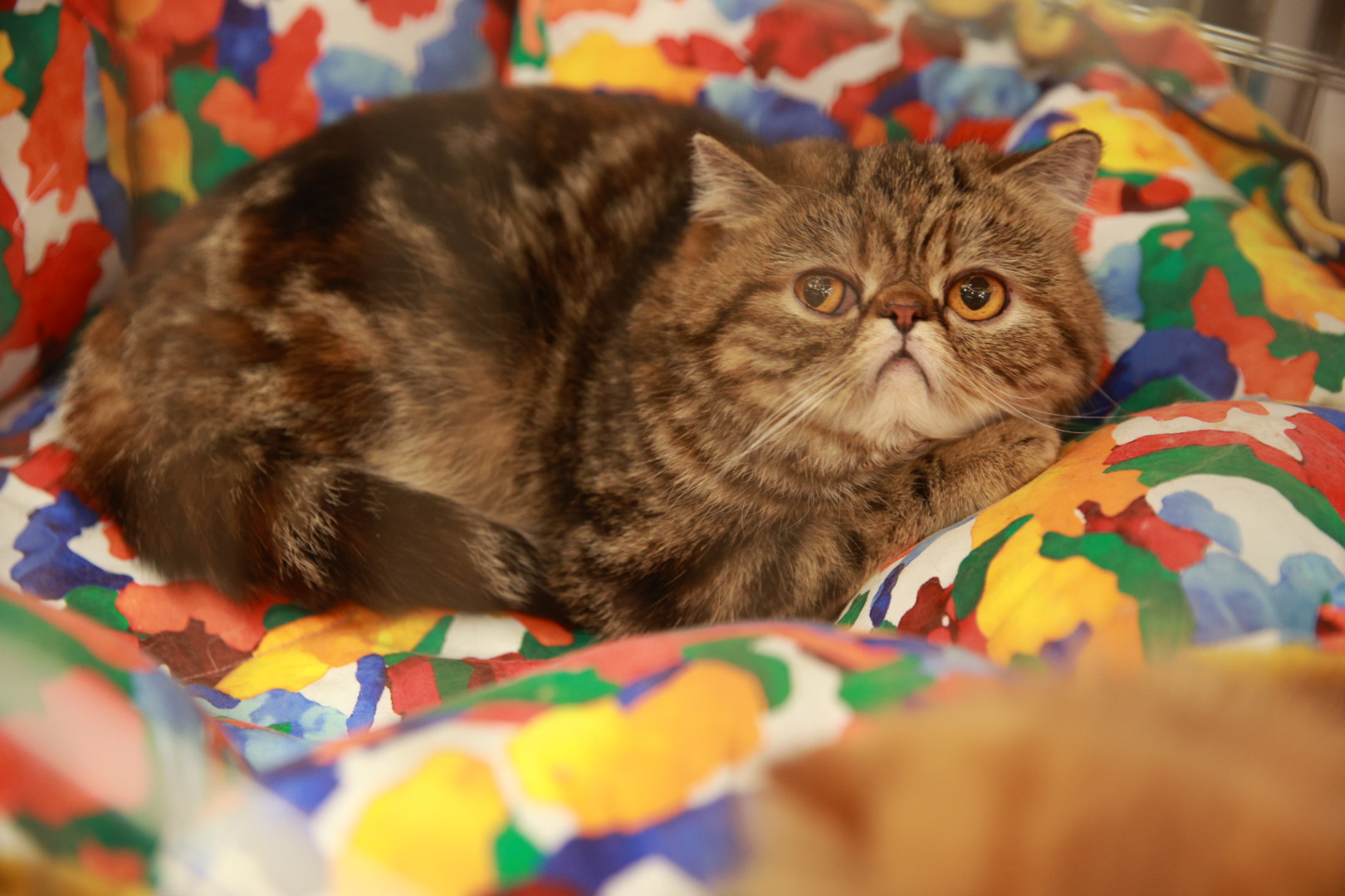 Pisici de top, priviri hipnotizante și povești spectaculoase. Cum a fost la Salonul Felin Internațional SofistiCAT