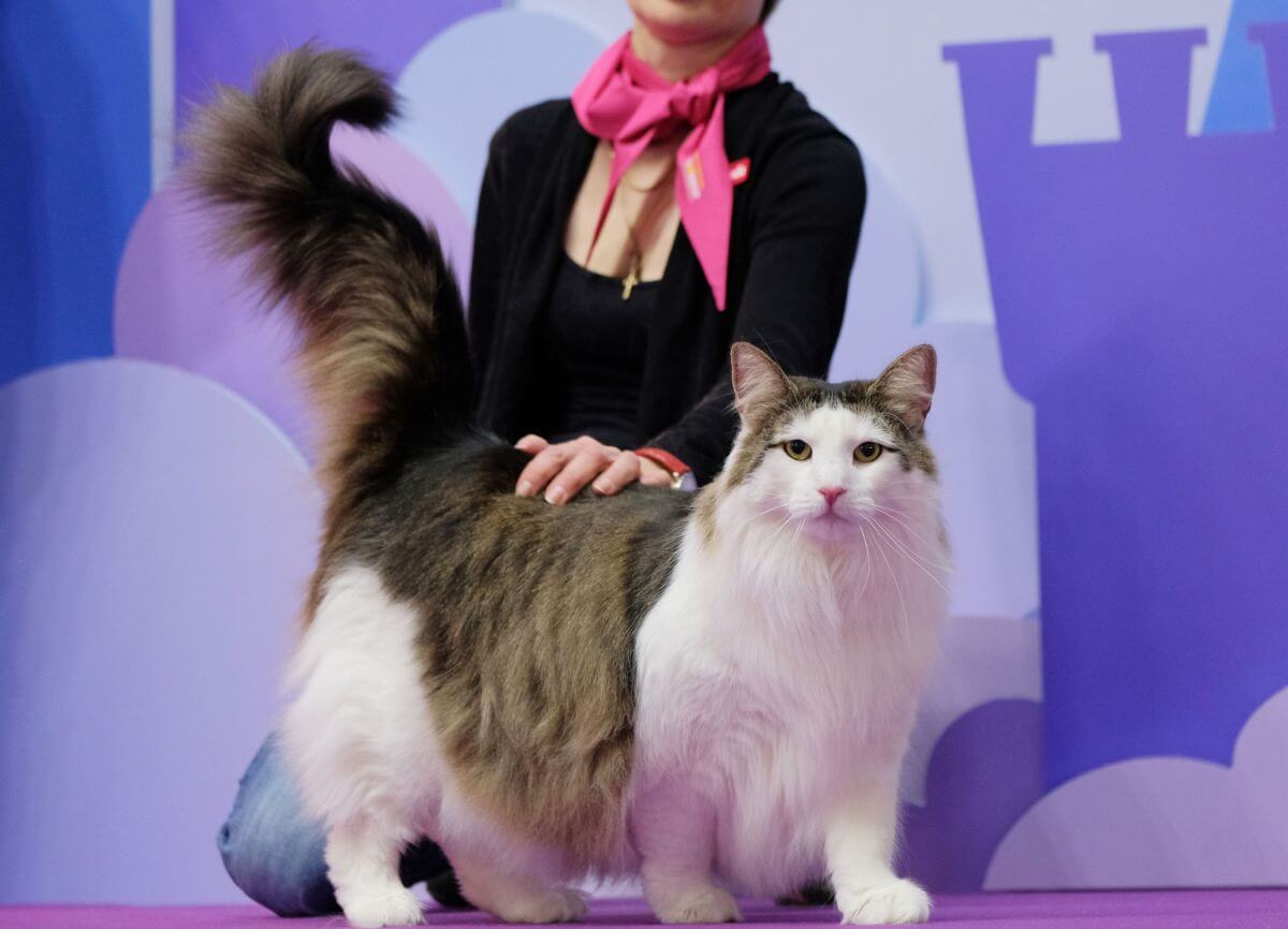 Cele mai frumoase pisici din lume - feline iubitoare și jucăușe
