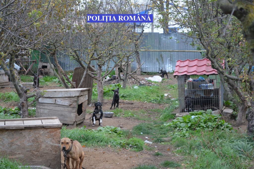 Aproape 50 de câini din rase periculoase, în curtea unui tânăr din Brăila, fără să fie în evidențe| FOTO