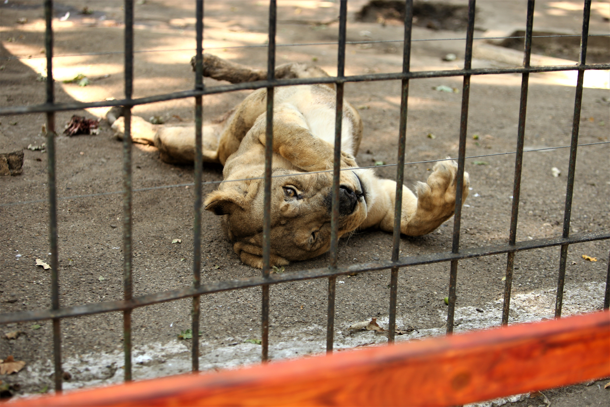 REPORTAJ. Grădina Zoologică din Brăila - în vizită la „pușcăria animalelor”: Vietăți apatice, mâncare puţină, apă în cauciucuri de maşină
