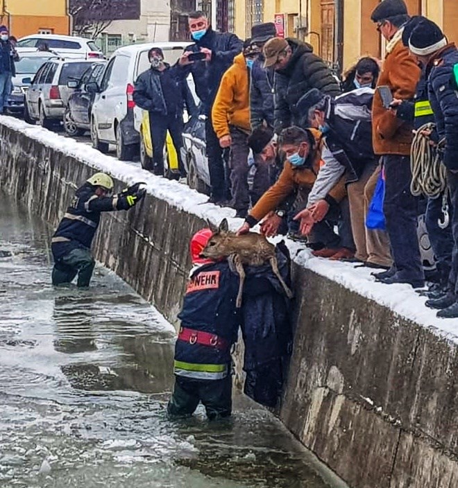 VIDEO | O căprioară blocată într-un sloi de gheață și un câine căzut în Târnava Mare, salvați de pompierii din Alba