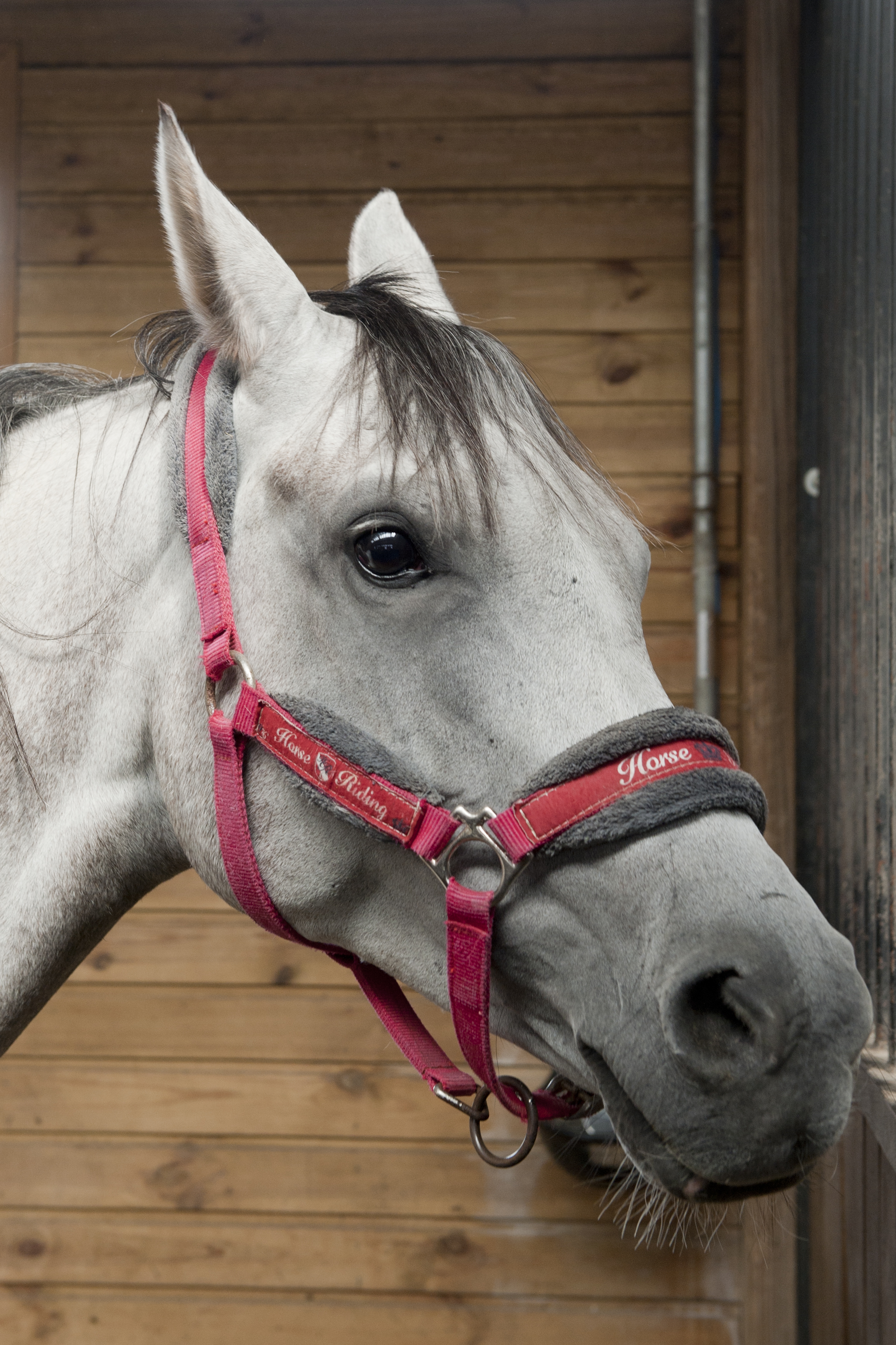 VIDEO | Guillaume Fillet, francezul care a readus cursele de galop în România: "România are tradiție, dar a avut o pauză de zeci de ani"