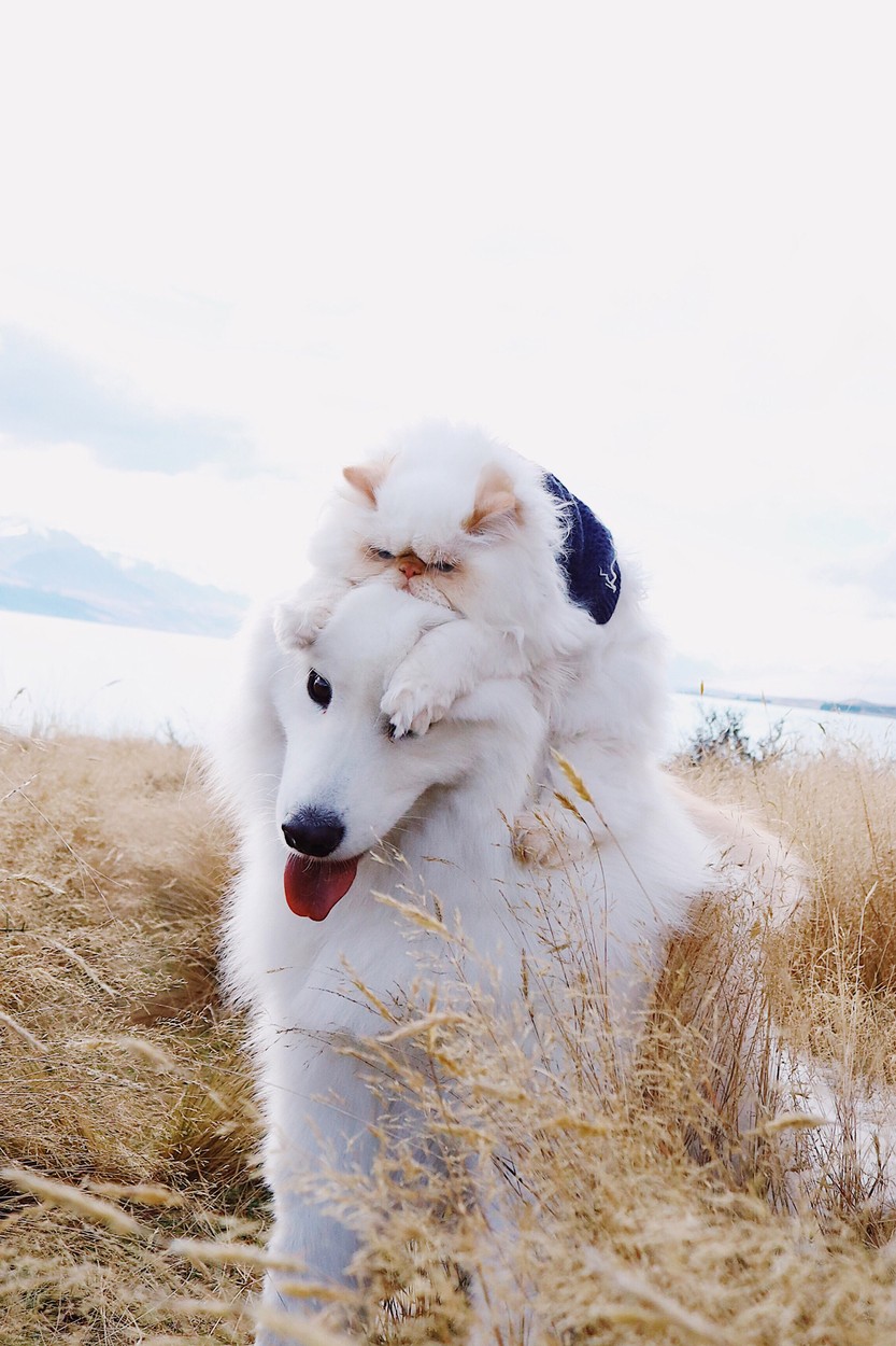 VIDEO | Prietenie la cataramă între un câine samoyed și o pisică persană