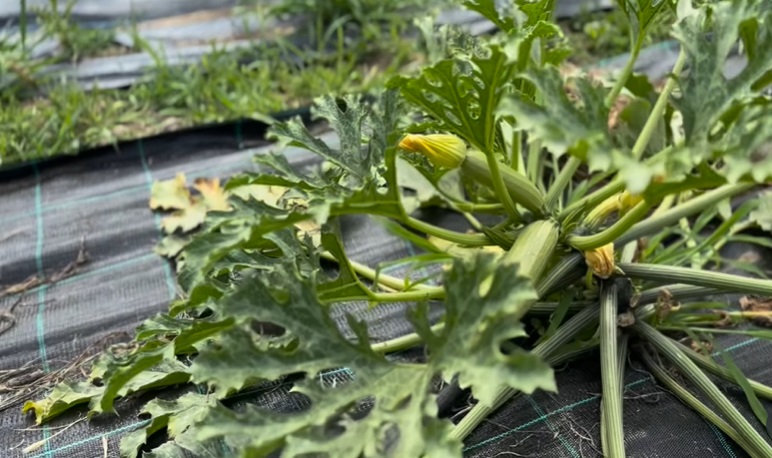 Imagini cu solarul pentru legume al lui Dragoș Bucur și al Danei Nălbaru. Ce au făcut cu roșiile care s-au copt: „Sunt multe, mulțumim lui Dumnezeu”